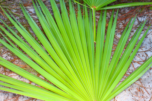 What is saw palmetto taken for?