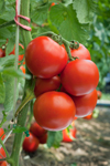 Researchers have found that the ultra- common tomato has a nutrient that could help prevent vascular diseases. Any condition that affects the heart's ability to pump blood is a vascular disease. The tomato was found to lower cholesterol and fat in the blood.