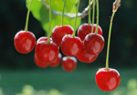 Cherry juice could help strengthen your muscles after exercise by stopping oxidative damage.