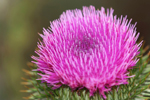 Milk thistle could help to prevent Alzheimer's by slowing the growth of harmful plaques in the brain. Milk thistle could also reduce behavioral problems and boost liver health.