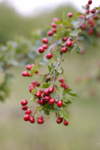 Hawthorn could be used to treat a number of cardiovascular diseases. It contains flavonoids and oligomeric procyanidins that could protect and heal the heart.