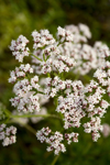 Valerian helps to treat anxiety and sleep disorders. How to take valerian.