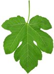 Fig leaves have strong antioxidant, anti-inflammatory properties. Fig leaves also help to balance insulin levels.