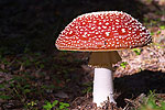 A Poisonous Mushroom That Could Kill Cancer