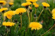 Dandelion greens contain nutrients that could fight pancreatic cancer.