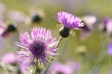 Milk thistle has been used for millennia as an herbal remedy for a variety of ailments.