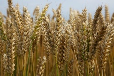 People with celiac disease have problems digesting many grains.
