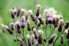 Milk thistle could protect your skin from cancer and aging.