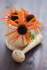 Echinacea is great for fighting infections.