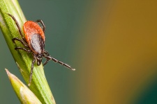 Researchers have traced a new virus-carrying lone star tick that infected two men in Missouri.