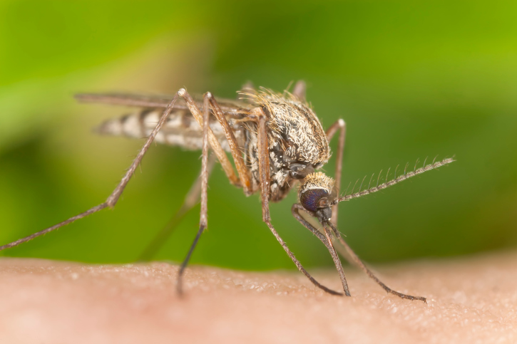 New Mosquito-Borne Virus Found in U.S. How to Protect Yourself