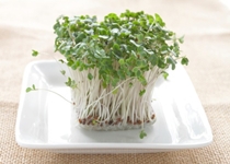 Broccoli Sprout Extract Improves Autism Symptoms