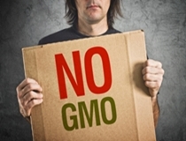 Harmful Effects of GMOs