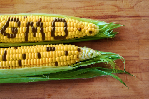 GMO foods are dangerous