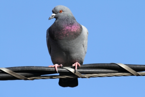 Pigeons Cancer Radiographs