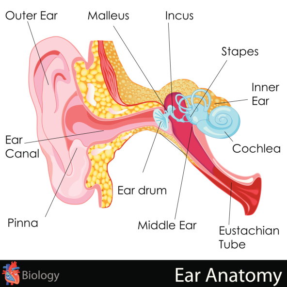 human ear anatomy