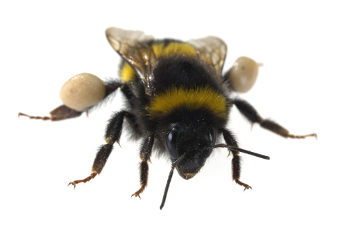 Bee Pollen Nutrition
