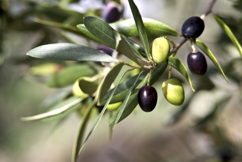 olive leaf health benefits