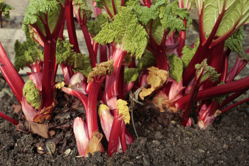 rhubarb health benefits