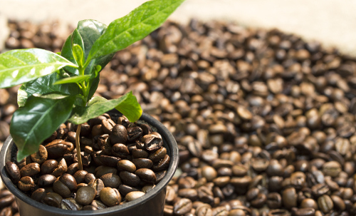 Homeopathic Coffea